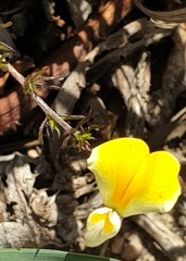 Aspalathus bracteata
