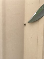 Araneus detrimentosus