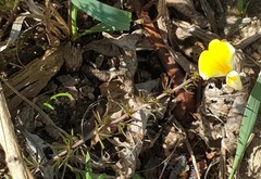 Aspalathus bracteata