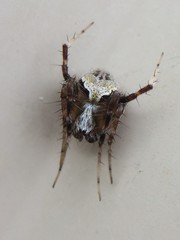 Araneus detrimentosus