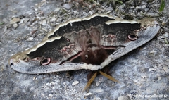 Saturnia pyri