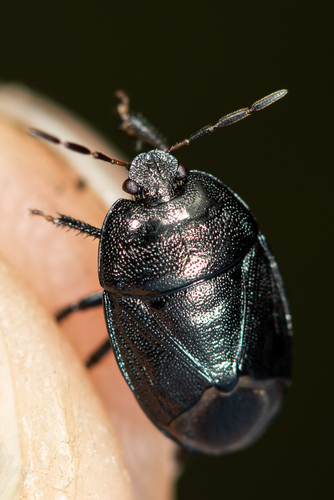 Forget-me-not Shieldbug, photo 3 of 9