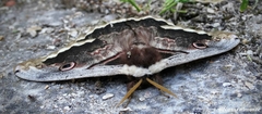 Saturnia pyri