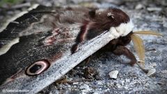 Saturnia pyri