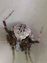Araneus detrimentosus