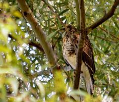 Parabuteo unicinctus