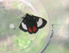 Psychomorpha epimenis