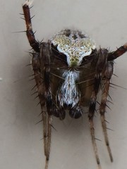 Araneus detrimentosus
