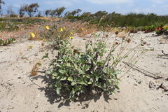 Helianthus niveus