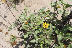Helianthus niveus