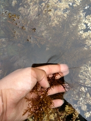 Sargassum muticum