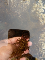 Sargassum muticum