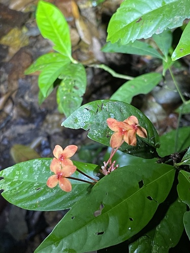 Ixora javanica observed 2024-04-26