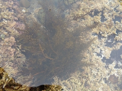 Sargassum muticum