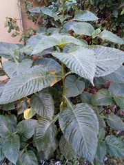 Brillantaisia