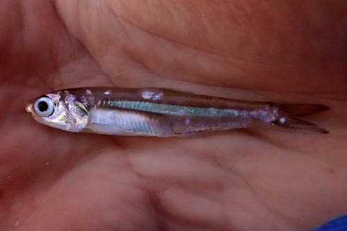Kortvin-ansjovis (Anchoa lyolepis) — Engraulidae — 2