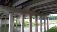 Petrochelidon pyrrhonota