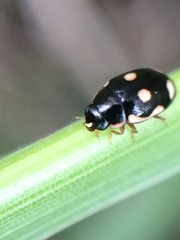 Hyperaspis punctata