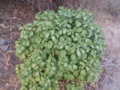 Tabernaemontana tomentosa