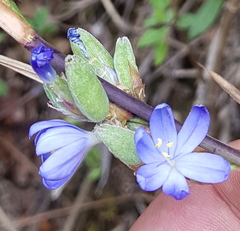 Orthrosanthus monadelphus