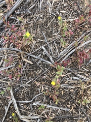 Camissoniopsis robusta