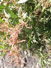 Rumex usambarensis