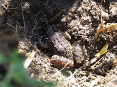 Leptodactylus latinasus