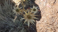 Eryngium cymosum