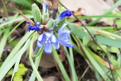 Orthrosanthus monadelphus