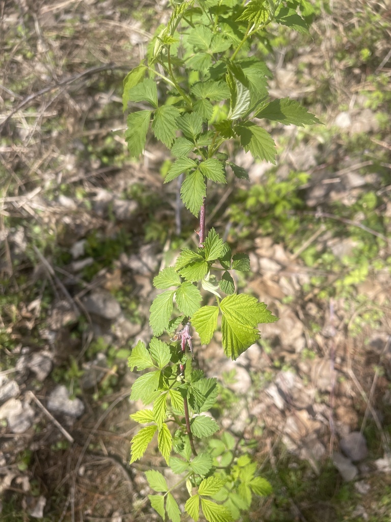 black-raspberry-from-28th-ave-jenison-mi-us-on-april-26-2024-at-10
