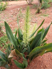 Sansevieria masoniana