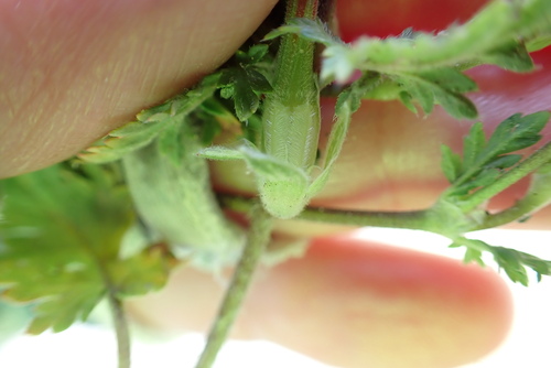 Image of Erodium brachycarpum by (c) Millie Basden, some rights reserved (CC BY)