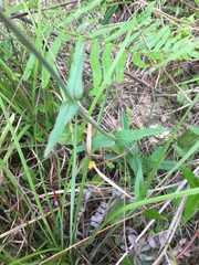 Penstemon laxiflorus
