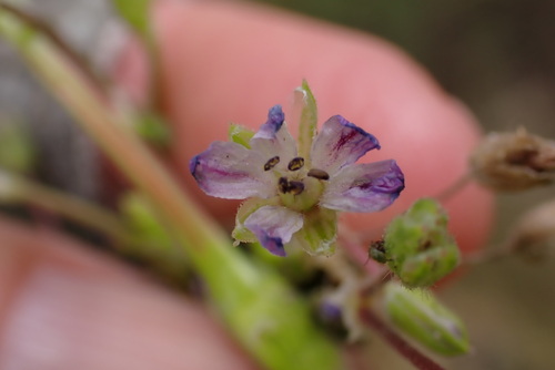 Image of Erodium brachycarpum by (c) Millie Basden, some rights reserved (CC BY)