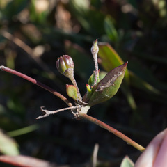 Centella difformis