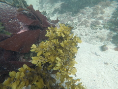 Sargassum incisifolium