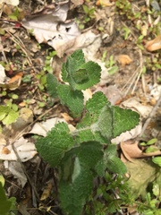 Eupatorium rotundifolium