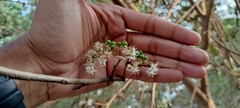 Indian croton (Bruxanelia indica)