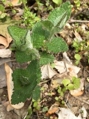 Eupatorium rotundifolium