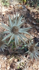 Eryngium cymosum
