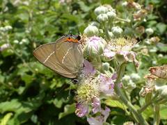 Satyrium w-album