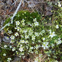 Mononeuria glabra