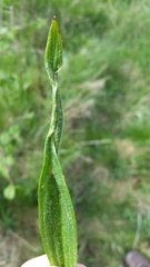 Aspilapteryx tringipennella