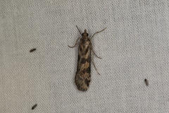 Nomophila corticalis
