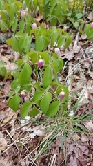 Anemonoides quinquefolia