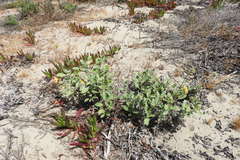 Helianthus niveus