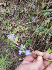 Orthrosanthus monadelphus