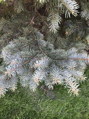 Picea
