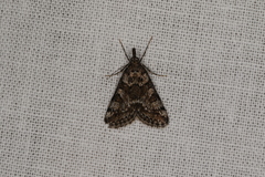 Phanomorpha dapsilis