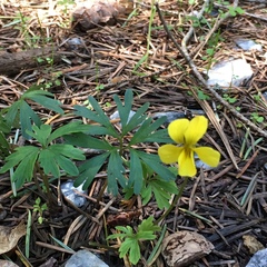 Viola sheltonii